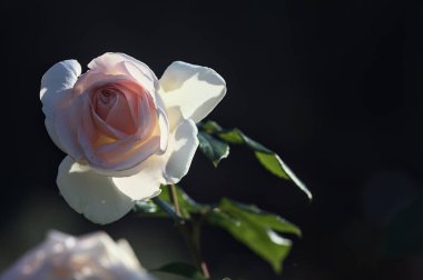 Ağaçların ve arka planda odağından uzak bir bahçenin patikalarının olduğu bir çalılıkta açan soluk pembe gül.
