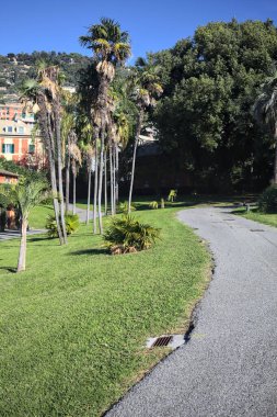 Güneşli bir günde, bahçedeki iki patikanın arasında, üzerinde palmiyeler olan bir çimenlik.