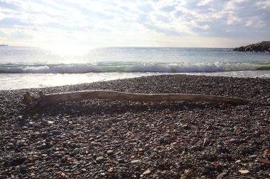 Güneşli bir kış gününde, kumsalın ortasında sürüklenen ağaçlar ve denize düşen güneş ışığı.