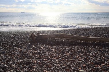 Güneşli bir kış gününde, kumsalın ortasında sürüklenen ağaçlar ve denize düşen güneş ışığı.