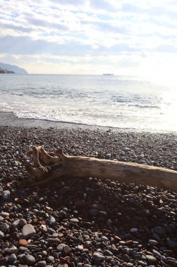 Güneşli bir kış gününde, kumsalın ortasında sürüklenen ağaçlar ve denize düşen güneş ışığı.