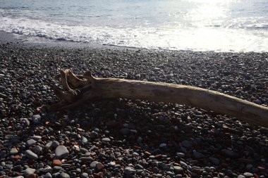 Güneşli bir kış gününde, kumsalın ortasında sürüklenen ağaçlar ve denize düşen güneş ışığı.