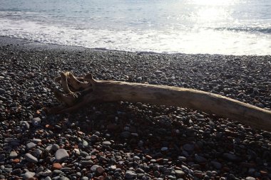 Güneşli bir kış gününde, kumsalın ortasında sürüklenen ağaçlar ve denize düşen güneş ışığı.