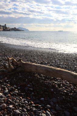 Güneşli bir kış gününde, kumsalın ortasında sürüklenen ağaçlar ve denize düşen güneş ışığı.