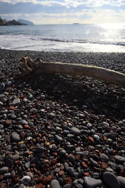 Güneşli bir kış gününde, kumsalın ortasında sürüklenen ağaçlar ve denize düşen güneş ışığı.