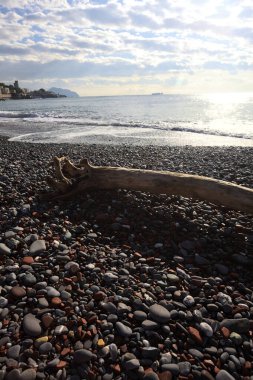 Güneşli bir kış gününde, kumsalın ortasında sürüklenen ağaçlar ve denize düşen güneş ışığı.