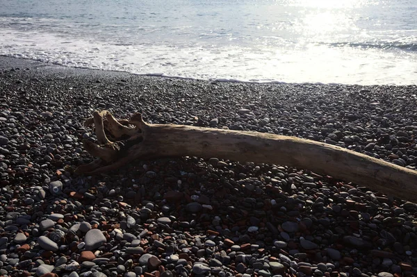 Güneşli bir kış gününde, kumsalın ortasında sürüklenen ağaçlar ve denize düşen güneş ışığı.