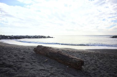 Güneşli bir kış gününde, kumsalın ortasında sürüklenen ağaçlar ve denize düşen güneş ışığı.