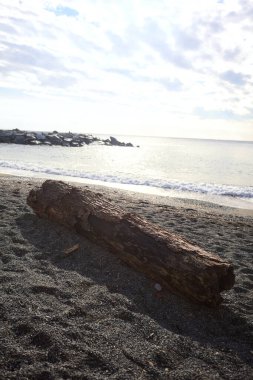 Güneşli bir kış gününde, kumsalın ortasında sürüklenen ağaçlar ve denize düşen güneş ışığı.