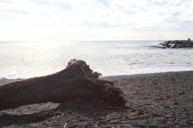 Güneşli bir kış gününde, kumsalın ortasında sürüklenen ağaçlar ve denize düşen güneş ışığı.