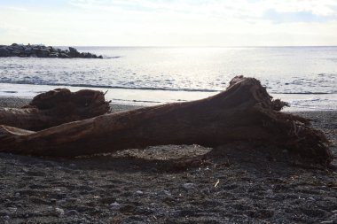 Güneşli bir kış gününde, kumsalın ortasında sürüklenen ağaçlar ve denize düşen güneş ışığı.