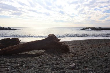 Güneşli bir kış gününde, kumsalın ortasında sürüklenen ağaçlar ve denize düşen güneş ışığı.