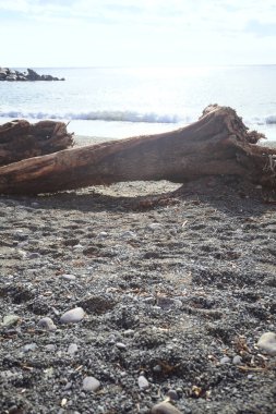 Güneşli bir kış gününde, kumsalın ortasında sürüklenen ağaçlar ve denize düşen güneş ışığı.
