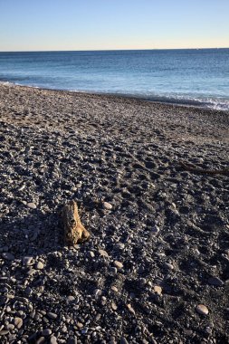 Drywood gün batımında çakıl taşlı bir plajda yatıyor. Sahilin hemen yanında.