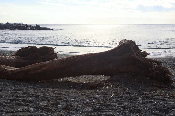 Güneşli bir kış gününde, kumsalın ortasında sürüklenen ağaçlar ve denize düşen güneş ışığı.