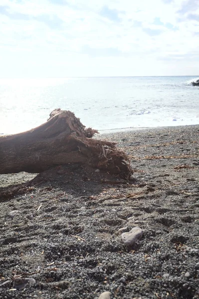 Güneşli bir kış gününde, kumsalın ortasında sürüklenen ağaçlar ve denize düşen güneş ışığı.