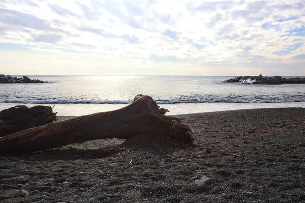 Güneşli bir kış gününde, kumsalın ortasında sürüklenen ağaçlar ve denize düşen güneş ışığı.