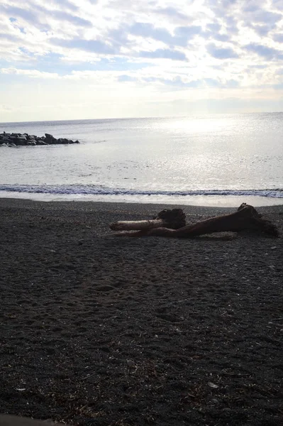 Güneşli bir kış gününde, kumsalın ortasında sürüklenen ağaçlar ve denize düşen güneş ışığı.