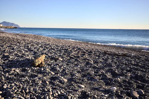 Drywood gün batımında çakıl taşlı bir plajda yatıyor. Sahilin hemen yanında.