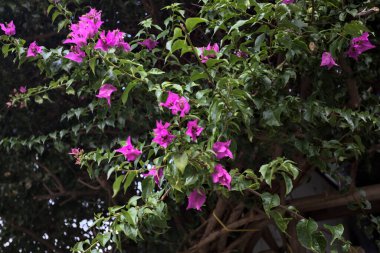 Çiçek açan mor çiçekleri yakından gören Bush.