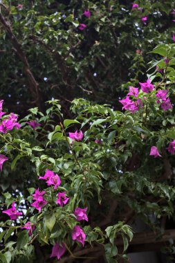 Çiçek açan mor çiçekleri yakından gören Bush.