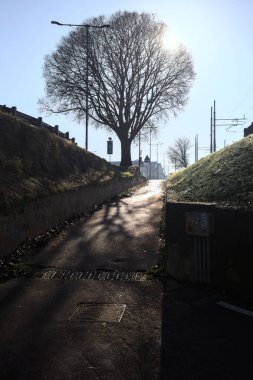 Güneş tarafından aydınlatılan bir setin tepesinde çıplak kavak ağacı. Kenarında tırmanma izleri var.