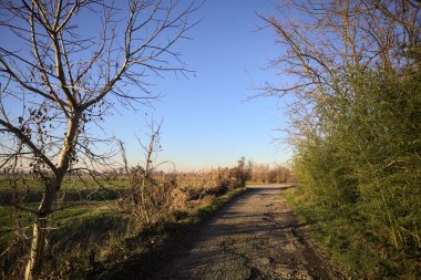 Gün batımında, kırsalda bir yola çıkan, neredeyse çıplak ağaçlarla çevrili toprak patika.