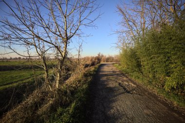 Gün batımında, kırsalda bir yola çıkan, neredeyse çıplak ağaçlarla çevrili toprak patika.