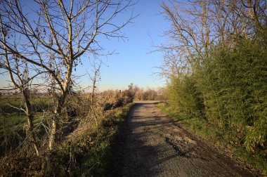 Gün batımında, kırsalda bir yola çıkan, neredeyse çıplak ağaçlarla çevrili toprak patika.