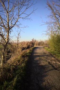 Gün batımında, kırsalda bir yola çıkan, neredeyse çıplak ağaçlarla çevrili toprak patika.