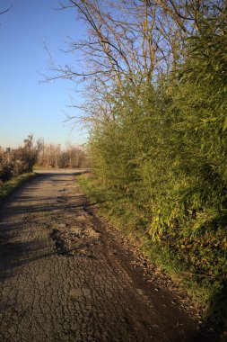 Gün batımında, kırsalda bir yola çıkan, neredeyse çıplak ağaçlarla çevrili toprak patika.