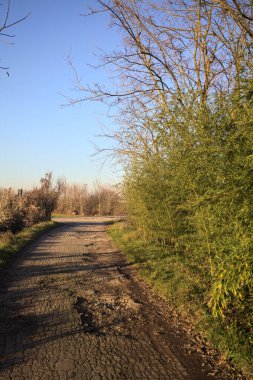 Gün batımında, kırsalda bir yola çıkan, neredeyse çıplak ağaçlarla çevrili toprak patika.