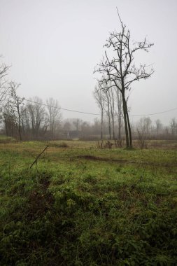 Uzakta bir yol köprüsü, bir tarlanın üzerinde, çıplak ağaçlarla çevrili, İtalya 'nın kışın sisli bir gününde