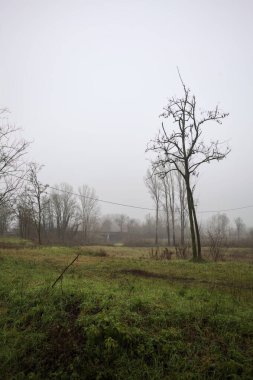 Uzakta bir yol köprüsü, bir tarlanın üzerinde, çıplak ağaçlarla çevrili, İtalya 'nın kışın sisli bir gününde