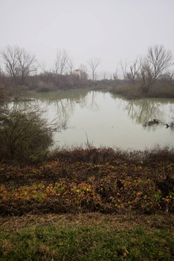 İtalya 'nın kışın kırsalında sisli ve bulutlu bir günde ağaçlarla kaplı bir bataklıkta suya yansıyan havza.