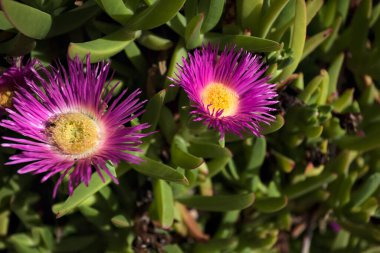 Arka planda kayalar olan, çiçek açmış, mor kızılötesi tortulu sulu bitkiler.