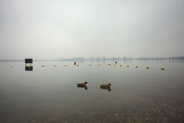 Durgun bir gölde yüzen yaban ördekleri, arka planda şamandıralar, suya atılan şamandıralar ve İtalya kırsalında bulutlu ve sisli bir günde, Horizon üzerinde karşı kıyılarda yüzen kargalar.