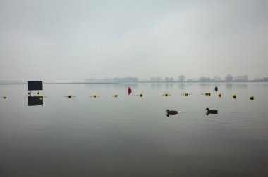 Durgun bir gölde yüzen yaban ördekleri, arka planda şamandıralar, suya atılan şamandıralar ve İtalya kırsalında bulutlu ve sisli bir günde, Horizon üzerinde karşı kıyılarda yüzen kargalar.