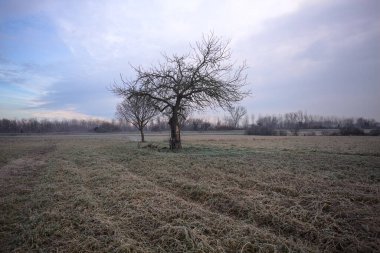 Sabahın erken saatlerinde İtalya 'nın kırsal kesimlerinde bulutlu bir günde, kıpkırmızı bir tarlanın ortasında çıplak ağaçlar.