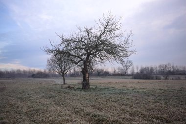 Sabahın erken saatlerinde İtalya 'nın kırsal kesimlerinde bulutlu bir günde, kıpkırmızı bir tarlanın ortasında çıplak ağaçlar.