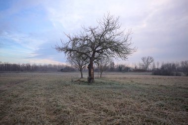 Sabahın erken saatlerinde İtalya 'nın kırsal kesimlerinde bulutlu bir günde, kıpkırmızı bir tarlanın ortasında çıplak ağaçlar.