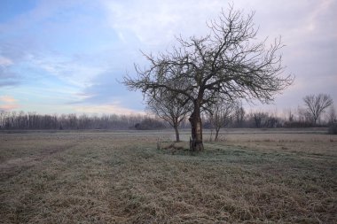 Sabahın erken saatlerinde İtalya 'nın kırsal kesimlerinde bulutlu bir günde, kıpkırmızı bir tarlanın ortasında çıplak ağaçlar.