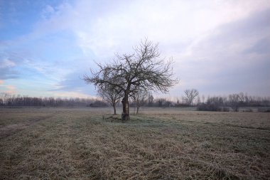 Sabahın erken saatlerinde İtalya 'nın kırsal kesimlerinde bulutlu bir günde, kıpkırmızı bir tarlanın ortasında çıplak ağaçlar.