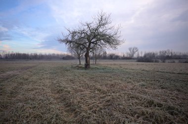 Sabahın erken saatlerinde İtalya 'nın kırsal kesimlerinde bulutlu bir günde, kıpkırmızı bir tarlanın ortasında çıplak ağaçlar.