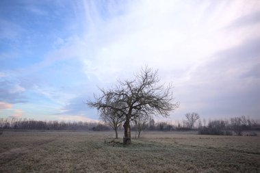 Sabahın erken saatlerinde İtalya 'nın kırsal kesimlerinde bulutlu bir günde, kıpkırmızı bir tarlanın ortasında çıplak ağaçlar.