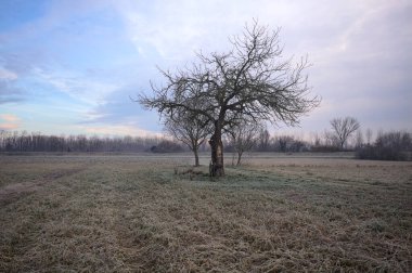 Sabahın erken saatlerinde İtalya 'nın kırsal kesimlerinde bulutlu bir günde, kıpkırmızı bir tarlanın ortasında çıplak ağaçlar.