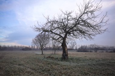 Sabahın erken saatlerinde İtalya 'nın kırsal kesimlerinde bulutlu bir günde, kıpkırmızı bir tarlanın ortasında çıplak ağaçlar.