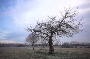 Sabahın erken saatlerinde İtalya 'nın kırsal kesimlerinde bulutlu bir günde, kıpkırmızı bir tarlanın ortasında çıplak ağaçlar.