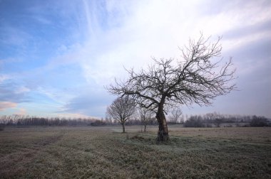 Sabahın erken saatlerinde İtalya 'nın kırsal kesimlerinde bulutlu bir günde, kıpkırmızı bir tarlanın ortasında çıplak ağaçlar.