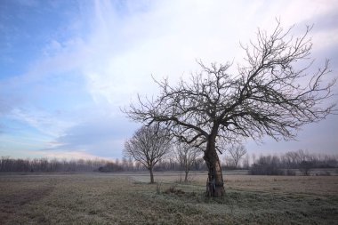 Sabahın erken saatlerinde İtalya 'nın kırsal kesimlerinde bulutlu bir günde, kıpkırmızı bir tarlanın ortasında çıplak ağaçlar.